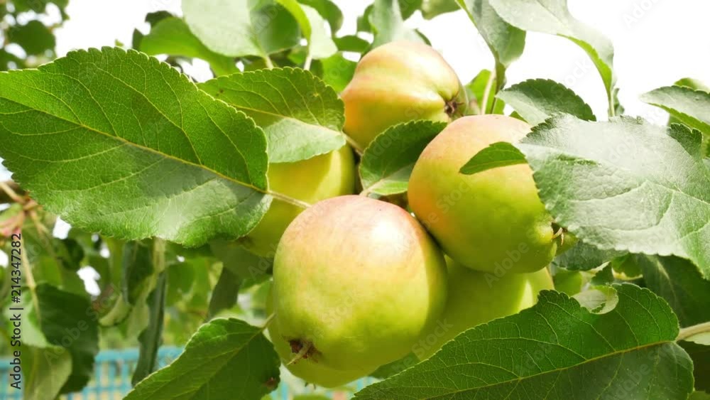 Yellow red apples on bunch with green leves before harvest at sunny day Yellow red apples on bunch with green leves before harvest at sunny day