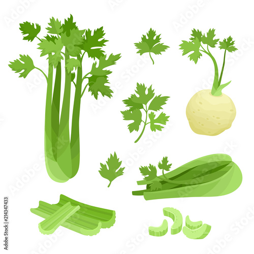 Bright vector collection of colorful celery isolated on white