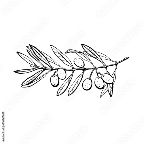 Olive branch is hand-drawn. Sketch of olive branch on white background