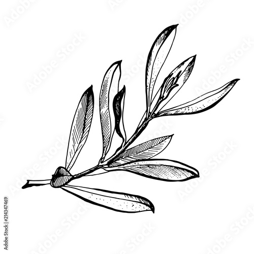 Olive branch is hand-drawn. Sketch of olive branch on white background