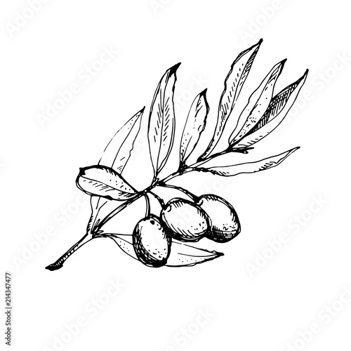 Olive branch is hand-drawn. Sketch of olive branch on white background