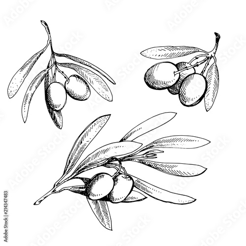 Olive sketch element collection. Olive branch is hand-drawn. Sketch of olive branch on white background