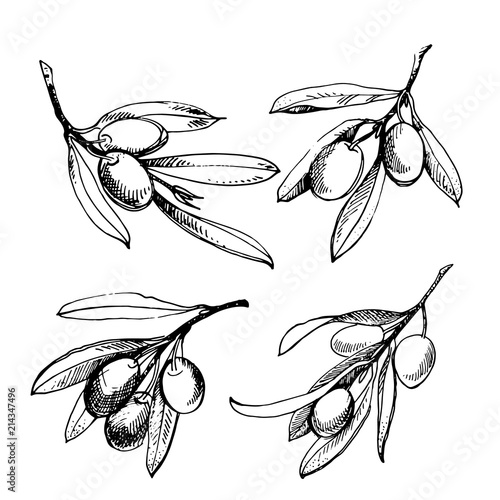 Olive sketch element collection. Olive branch is hand-drawn. Sketch of olive branch on white background