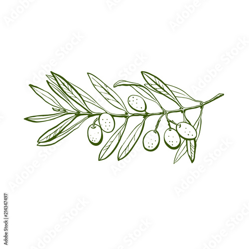 Olive branch is hand-drawn. Sketch of olive branch on white background