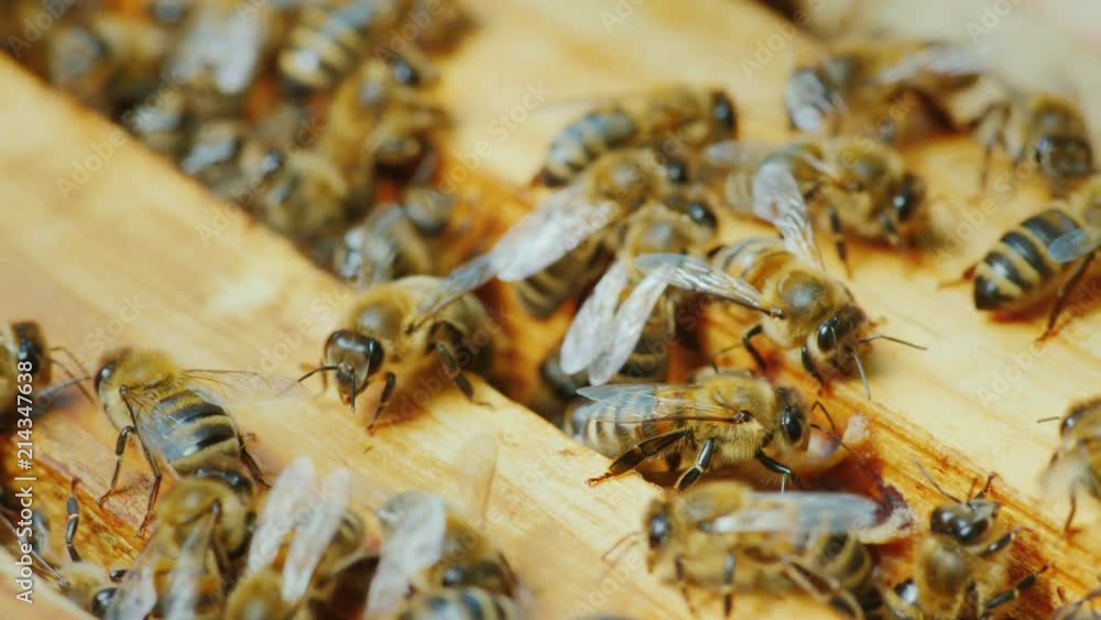Colony of bees works in a hive on wooden frames Colony of bees works in a hive on wooden frames