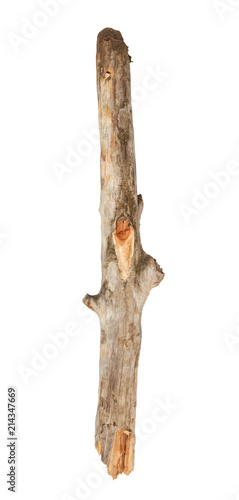 Broken tree branch isolated on white background