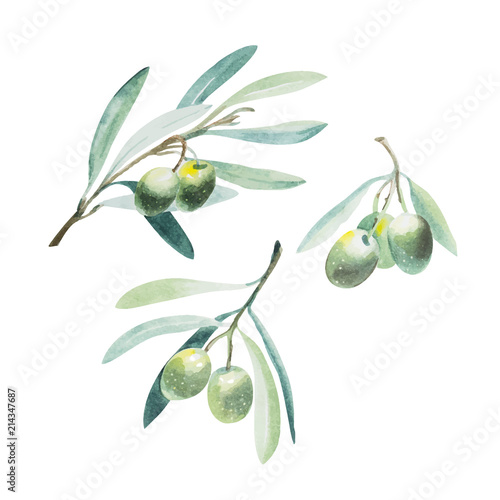 Watercolor olive branch. Sketch of olive branch on white background