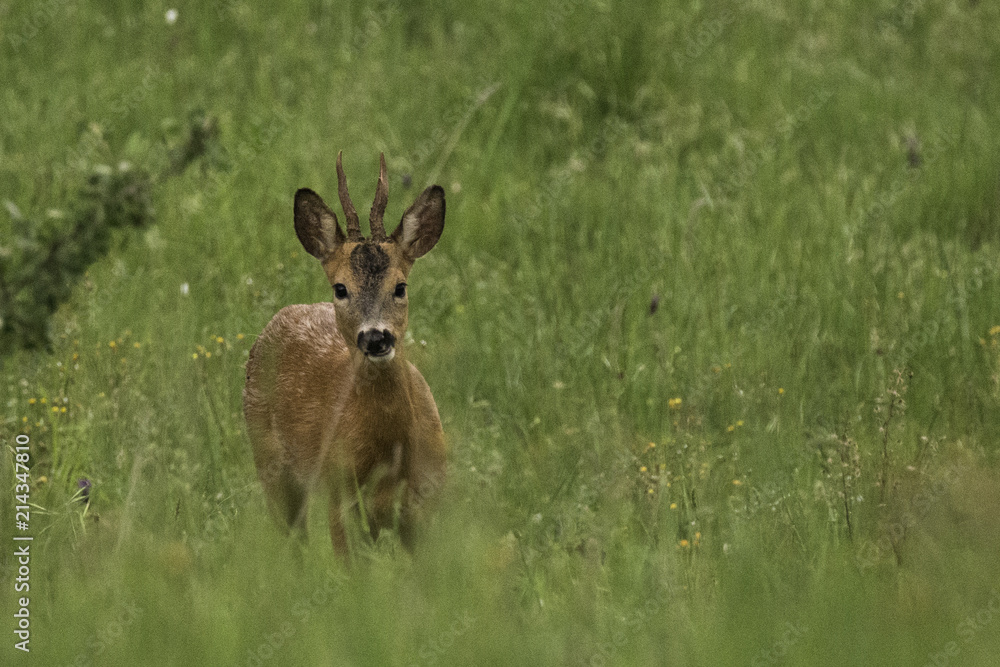 Rehbock capreolus