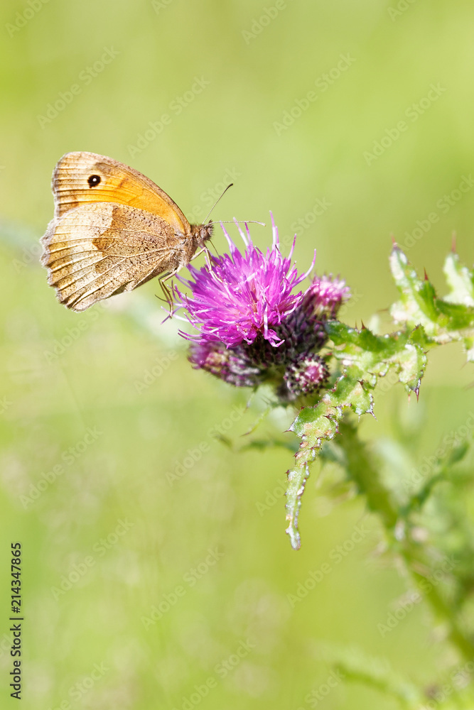 Fototapeta premium Le fadet commun