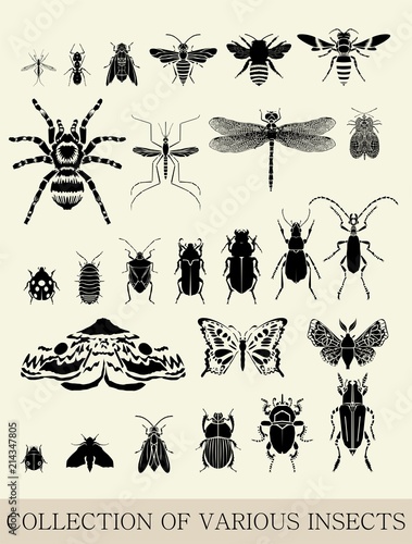 Vector set of various small insects