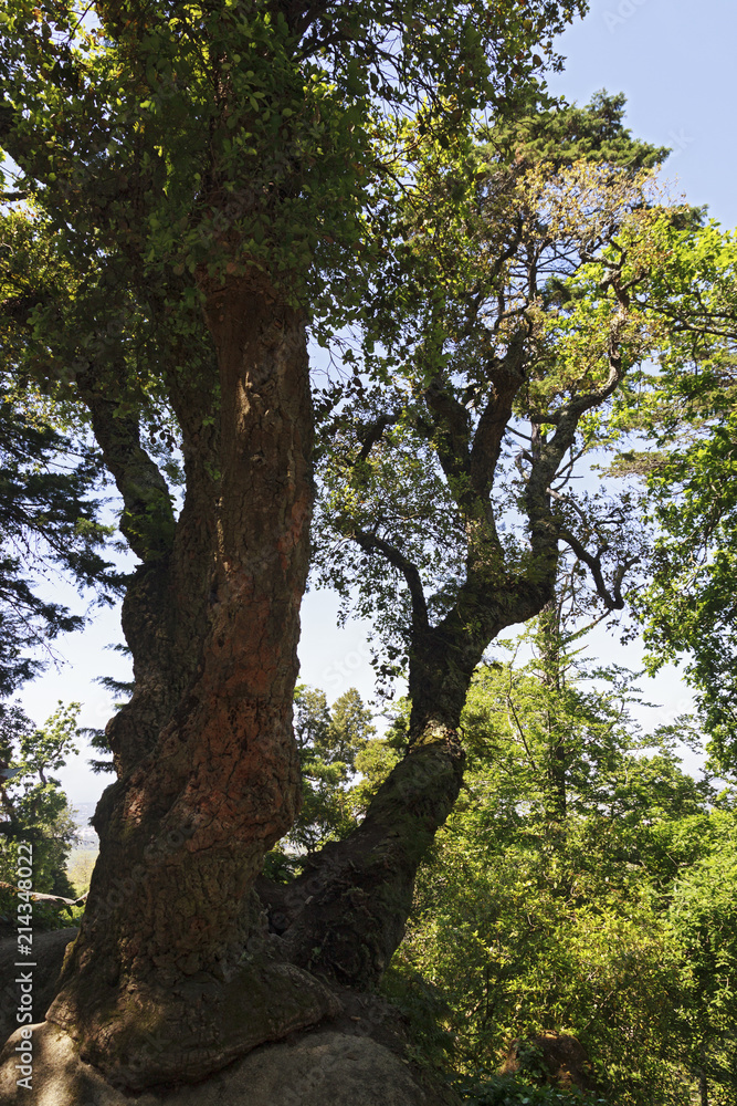 Cork tree.