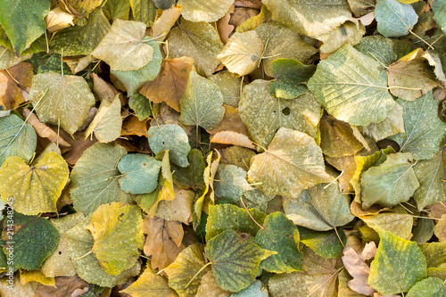 Thick layer of fallen withered leaves of a tree on the grass. Autumn, nature, season concept