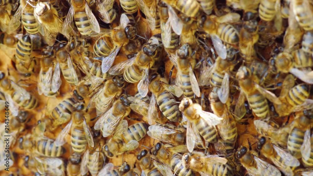 The bees are working inside the hive. Useful food and traditional medicine. Macro shot The bees are working inside the hive. Useful food and traditional medicine. Macro shot