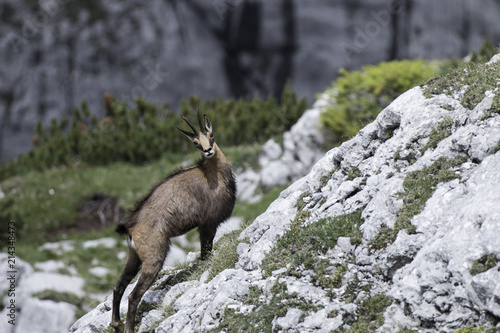 Gams rupicapra chamois photo