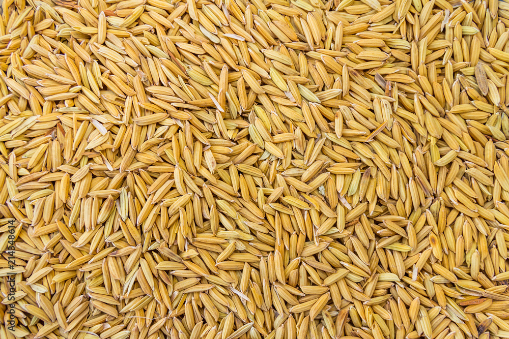 Paddy rice texture for background Paddy rice texture for background