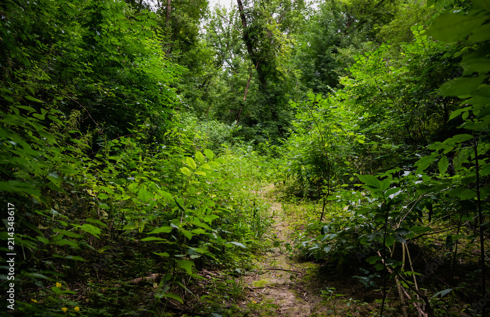 Forest road in the mysterious morning forest Forest road in the mysterious morning forest