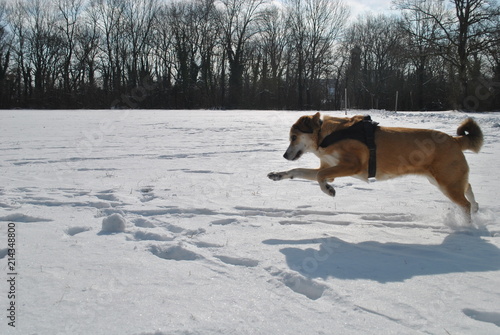 Fototapeta Naklejka Na Ścianę i Meble -  Springender Hund im Schnee