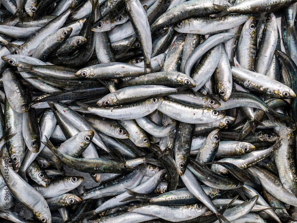 freshly caught sardines in fish market freshly caught sardines in fish market