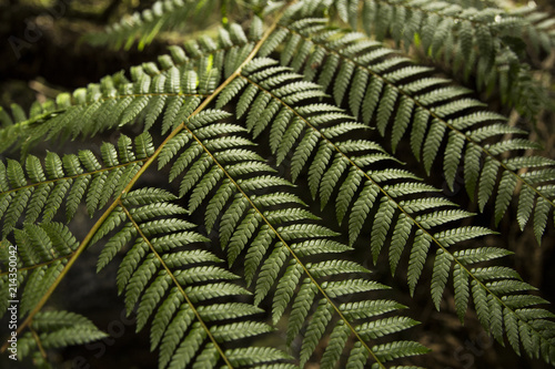 Textures of beautiful Brazilian plants