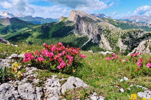 Alpenrosen in den Dolomiten photo