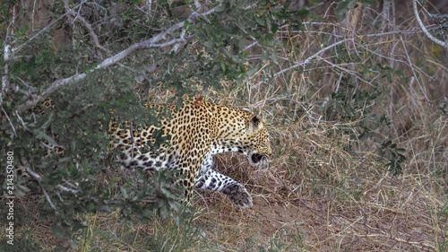 Leopard in Kruger National park  South Africa   Specie Panthera pardus family of Felidae