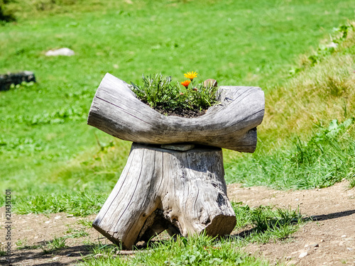 Flowers in an alpine valley photo