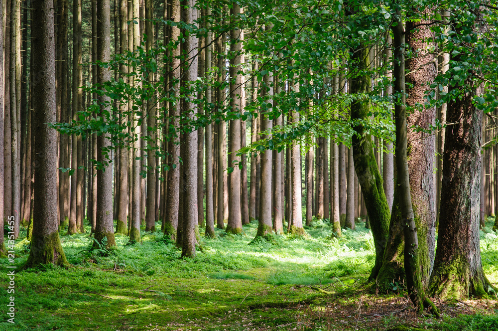 Fototapeta premium Sonnige Lichtung im Wald