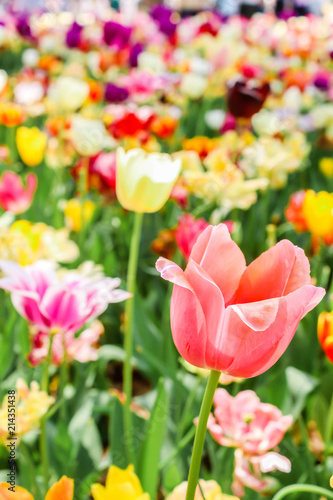 Focus of big pink tulips in hitachi seaside park
