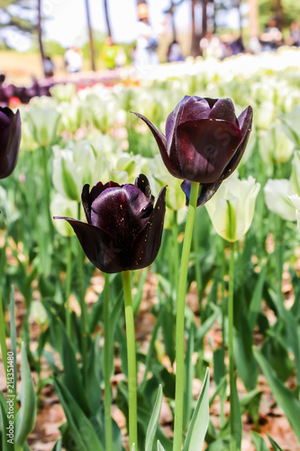 Group of big dark violet andwhite tulips in hitachi seaside park