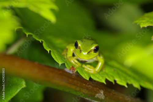 A small tree-frog facing the front