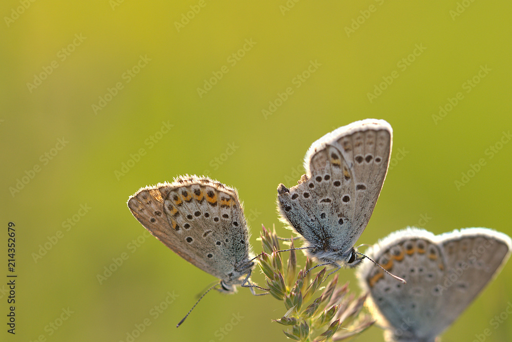 Fototapeta premium blue butterfly in the nature
