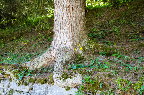 Underwood in an alpine valley