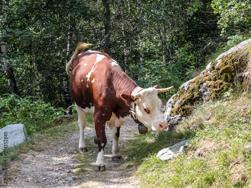 Cows in a wood of an alpine valley photo