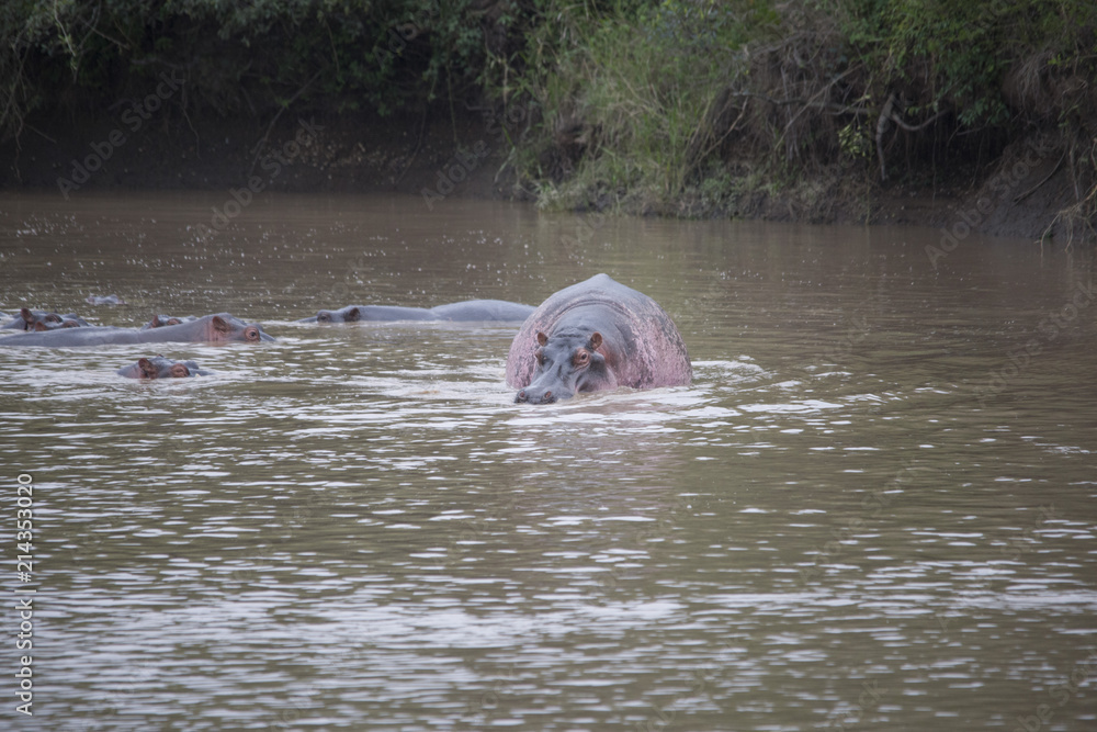 A herd of hippopotamus bathing in the river in Africa A herd of hippopotamus bathing in the river in Africa