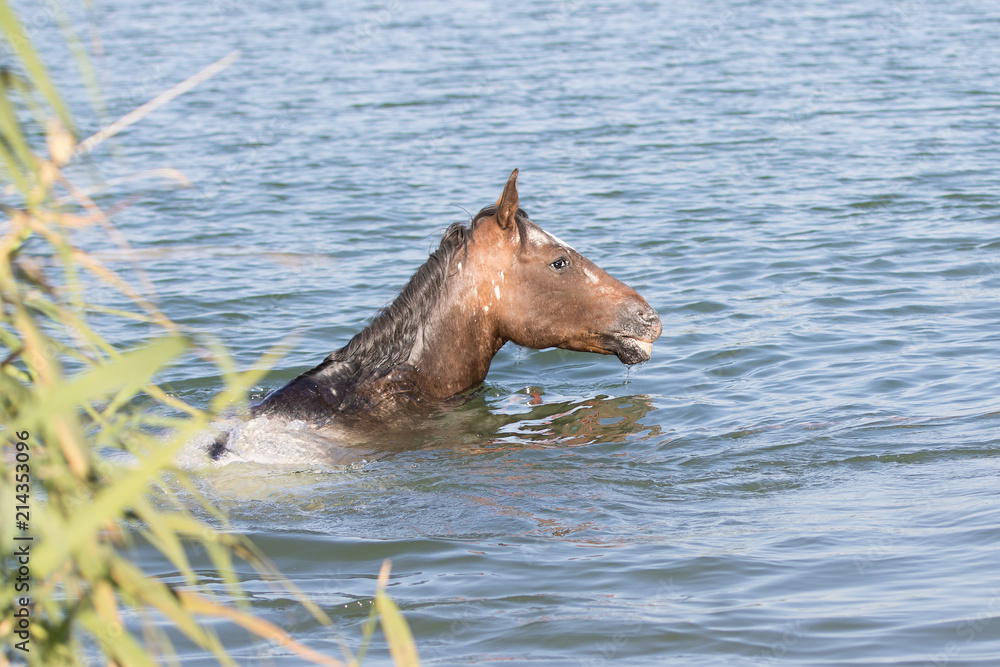 Fototapeta premium Appaloosa Pferd beim Schwimmen