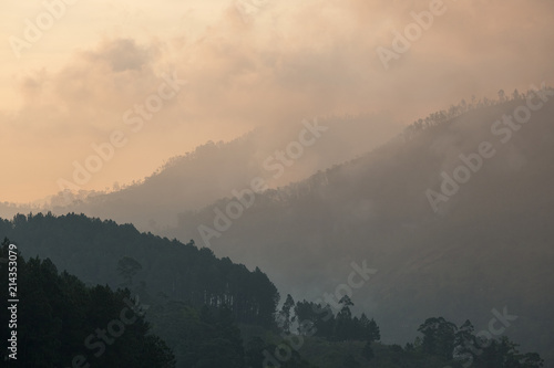 Fototapeta Naklejka Na Ścianę i Meble -  Rain forest with fog. Tropical landscape, green trees at sunrise
