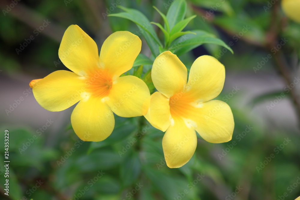 Fototapeta premium ํYellow Allamandas blooming in the garden.