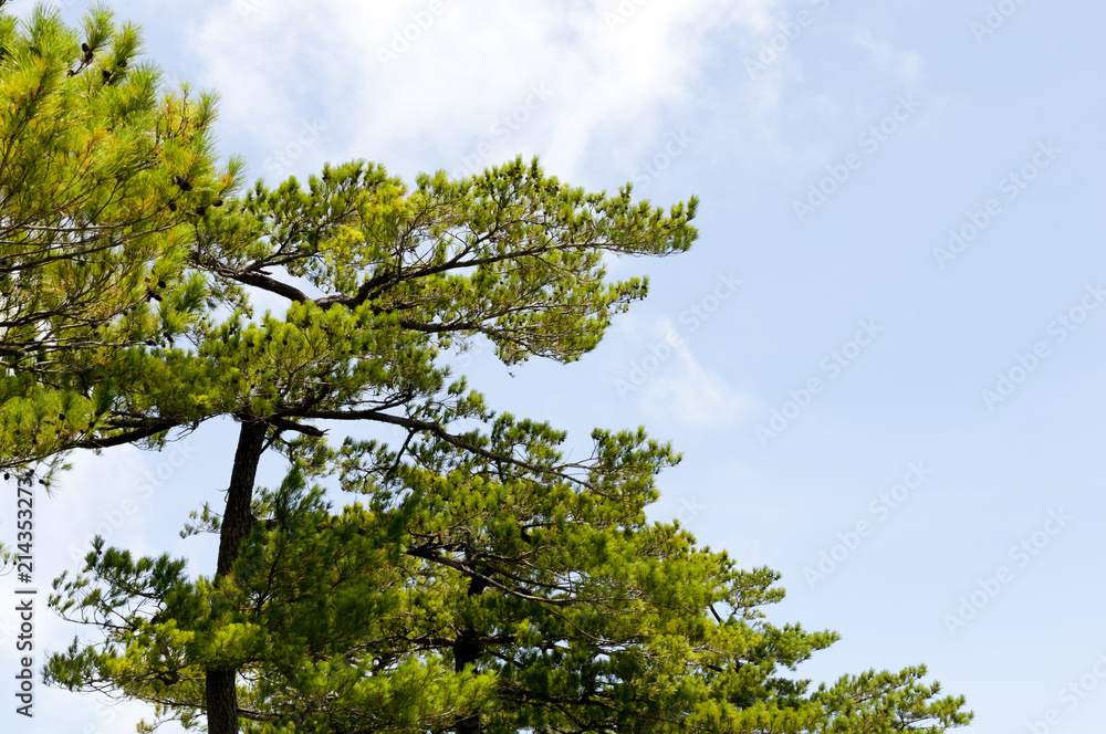 琉球松と青空