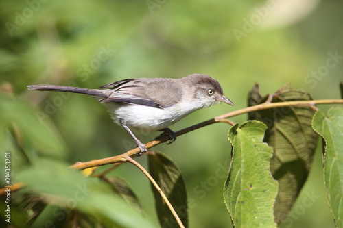 Blue-winged Minla (Siva cyanouroptera orientalis) in Da lat, Vietnam   © feathercollector