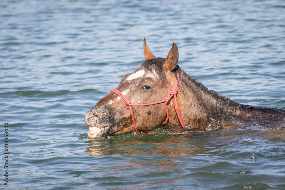 Appaloosa Pferd beim Schwimmen Stock Photo | Adobe Stock