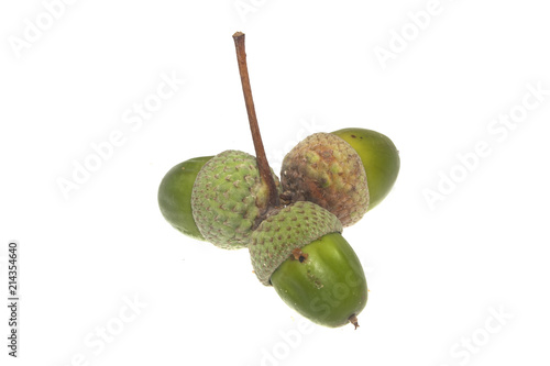 acorn isolated on white background
