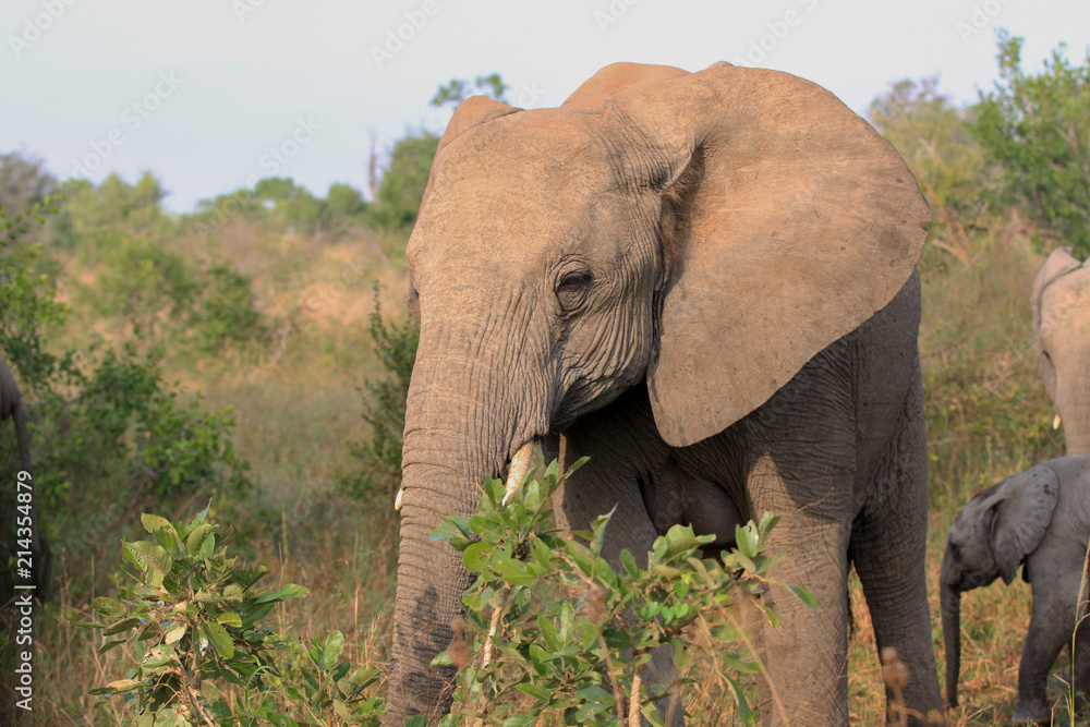 Fototapeta premium Elephants in South Africa