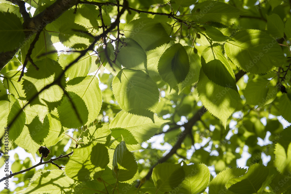 The sunlight through the leaves