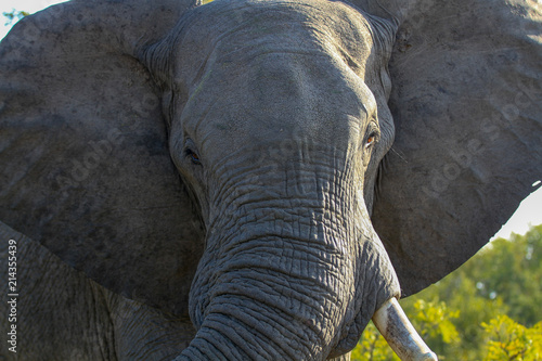 Elephant Close Up