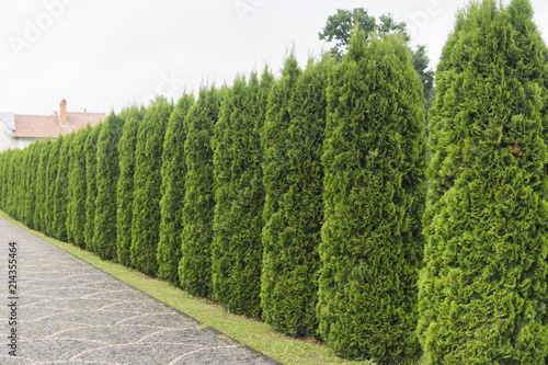 Green hedge of thuja trees. Green hedge of the tui tree. Nature, background.