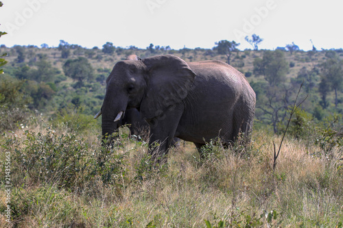 Safari Animals