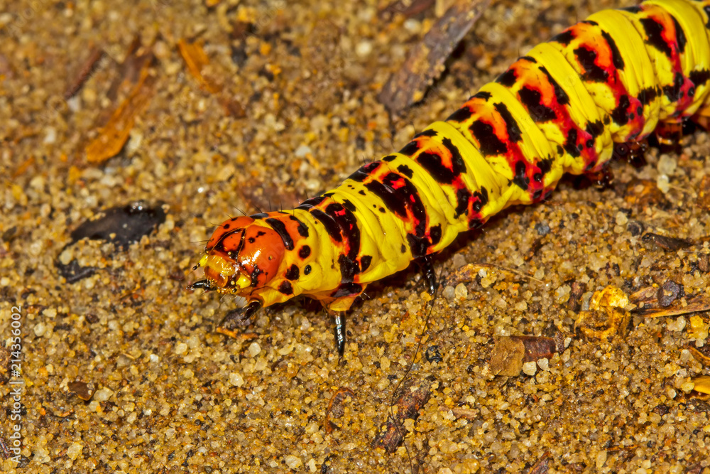 Bright red and yellow Cherry Spot Caterpillar Bright red and yellow Cherry Spot Caterpillar