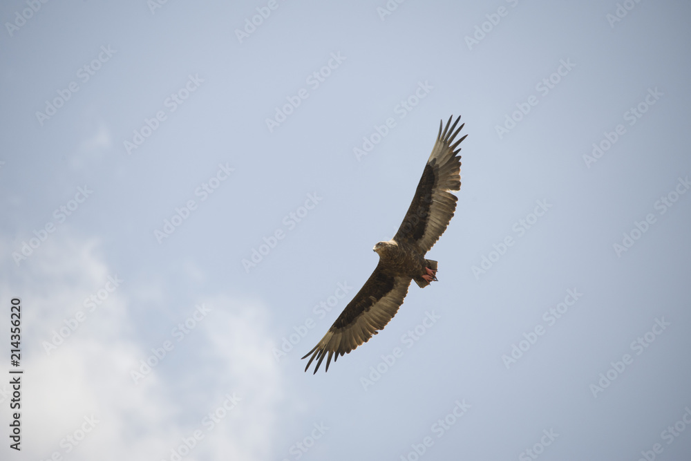 A beautiful flying hawk against a clear blue sky in Africa A beautiful flying hawk against a clear blue sky in Africa