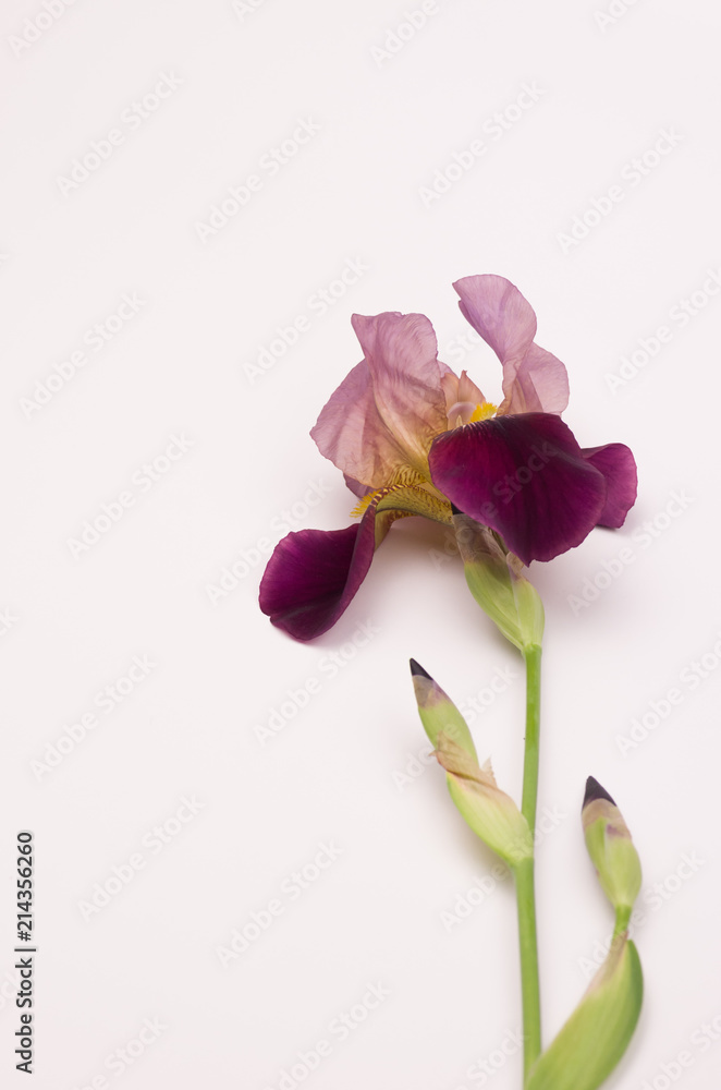 Fototapeta premium iris germanica still life floral theme backdrops