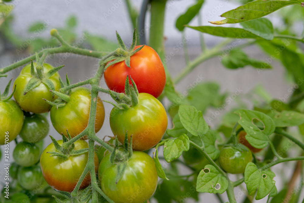 Cherry Tomaten